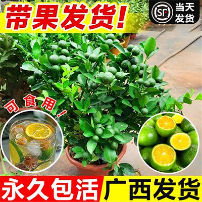 海南小青柠树苗带果香水檬