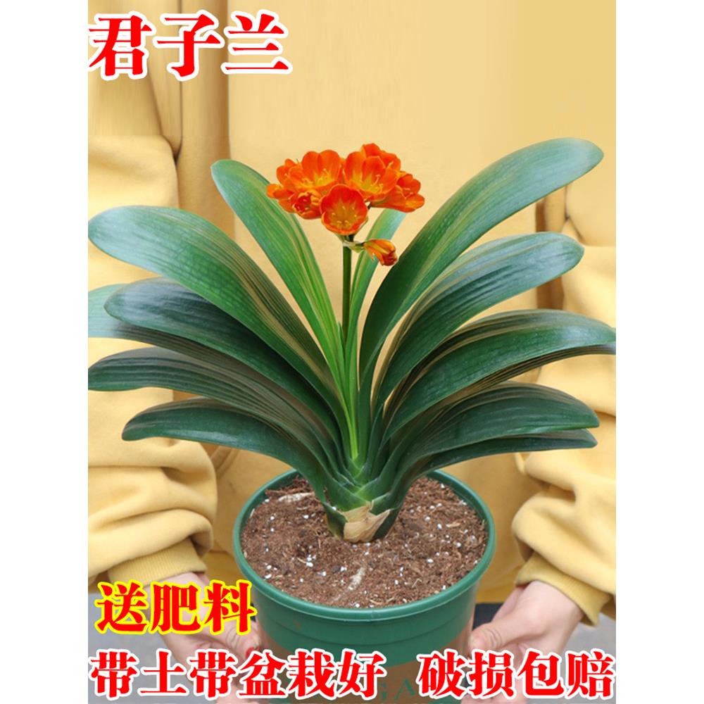君子兰盆栽四季老苗花卉植物