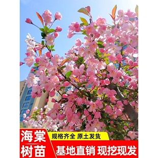 海棠树苗庭院西府垂丝海棠花盆栽地栽大型四季花卉耐寒南北方种植