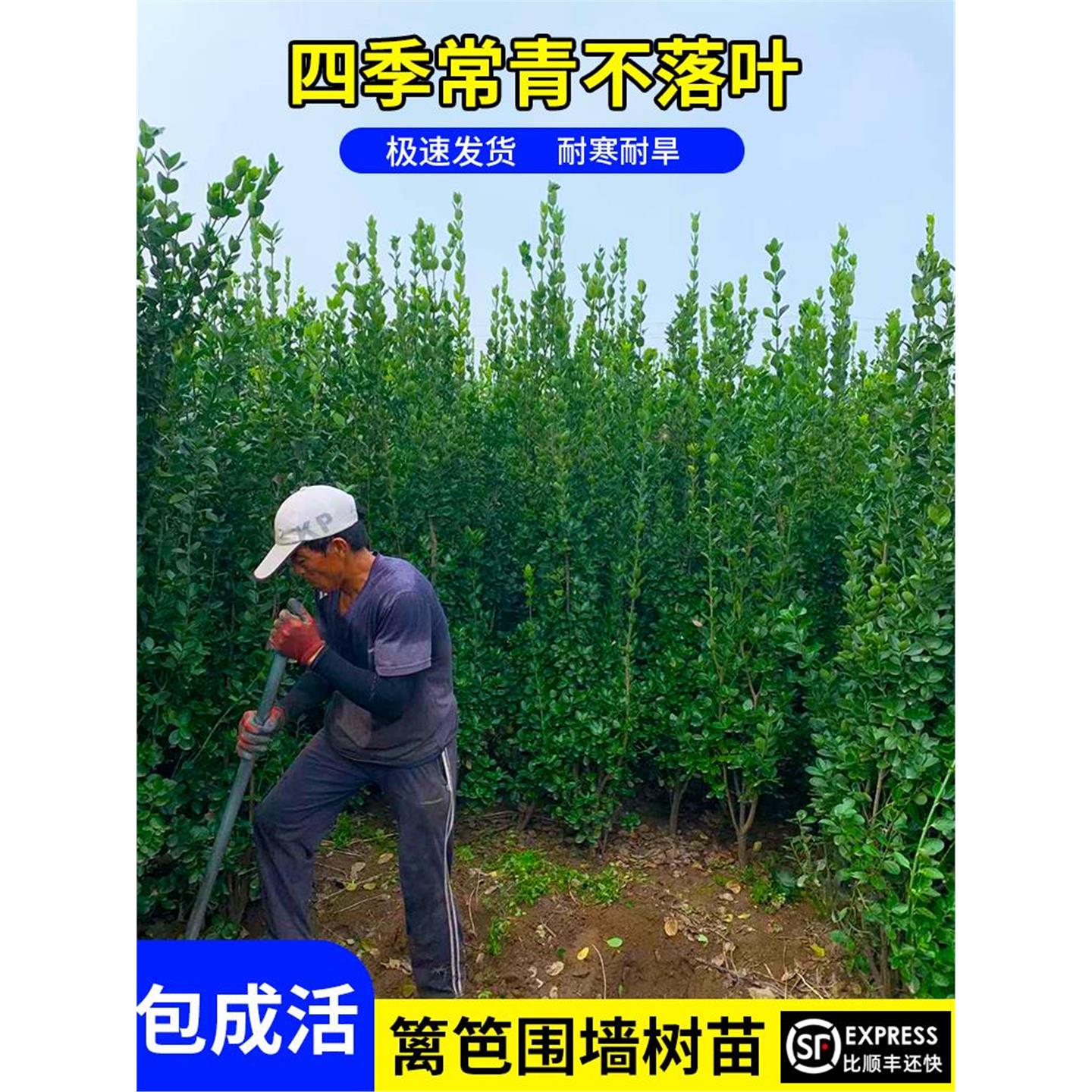 围墙篱笆植物大叶北海道黄