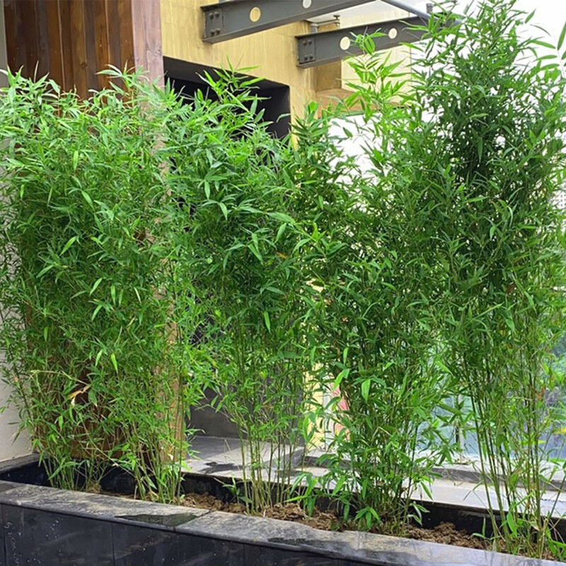 纳邦庭院不修剪子苗植物四季青别墅室外观赏紫竹室内盆栽金竹子
