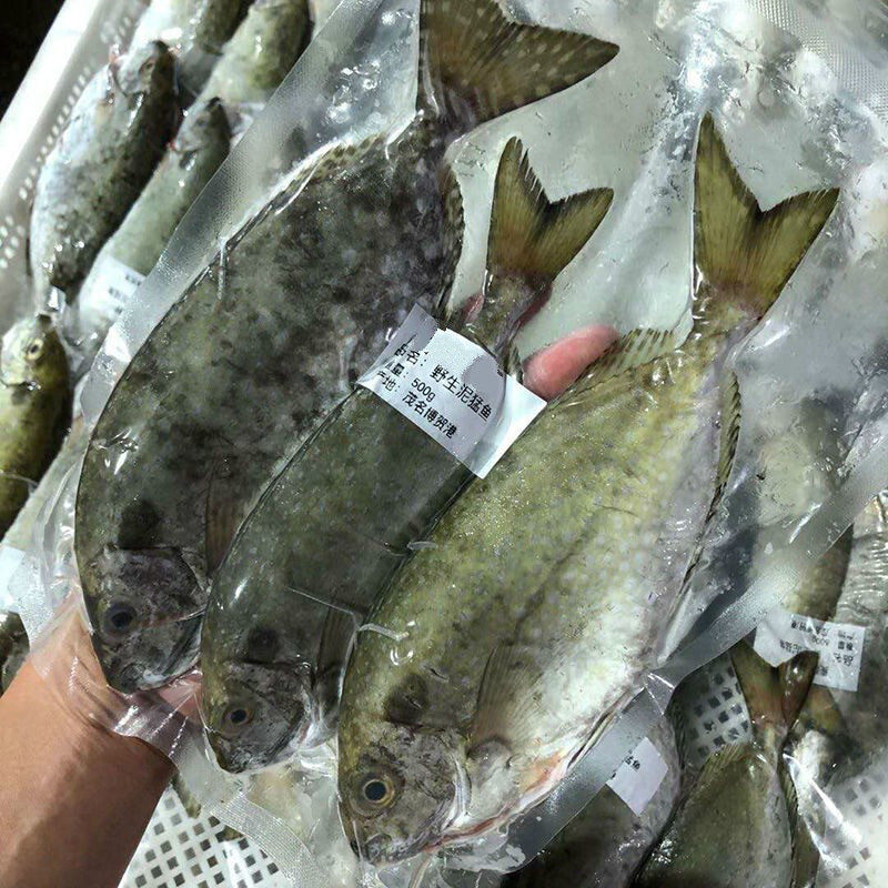 3斤装泥猛鱼鲜活新鲜海捕广东南海海鲜水产潮汕秋叶鱼大条娘艾冷