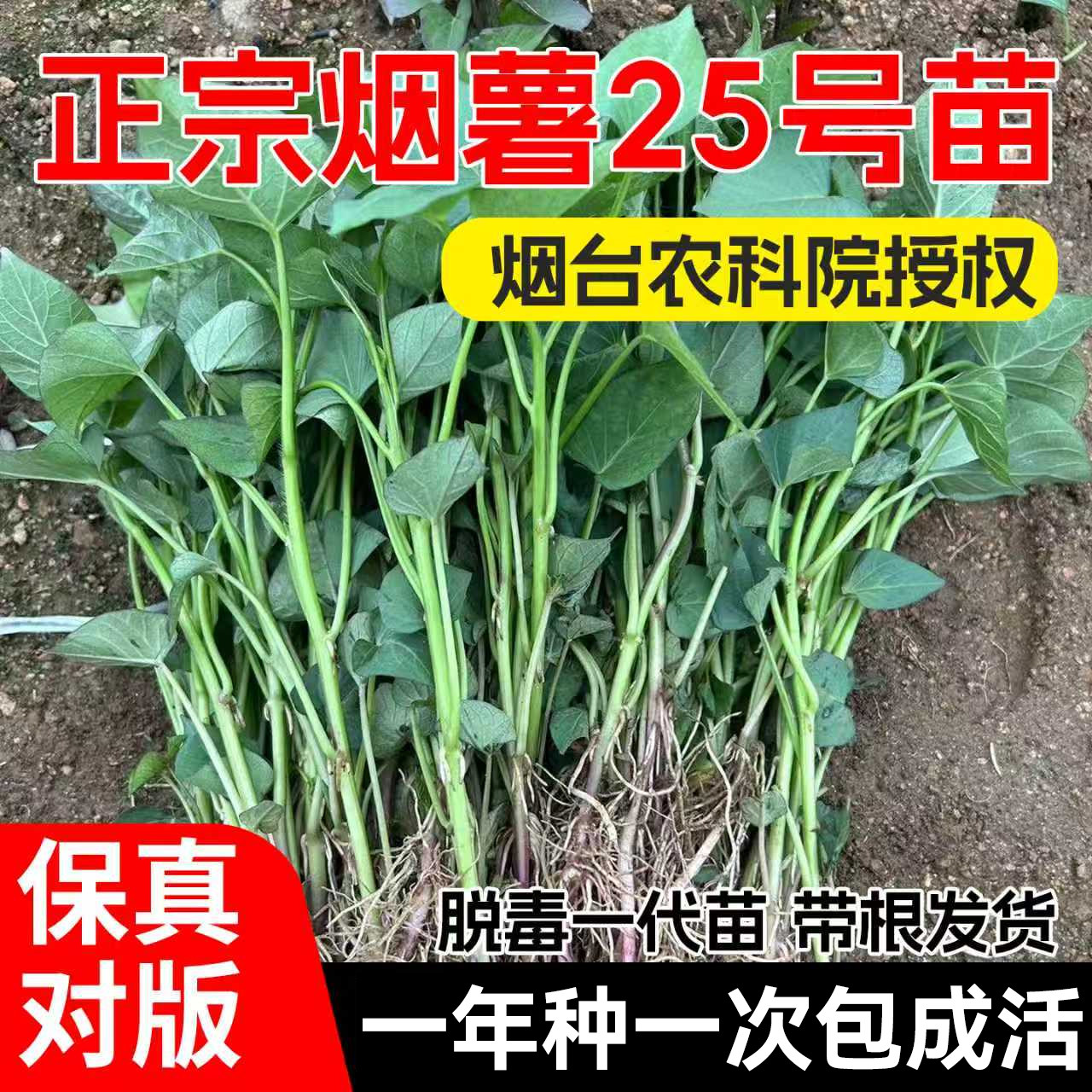 烟薯25红薯苗正宗农科院授权