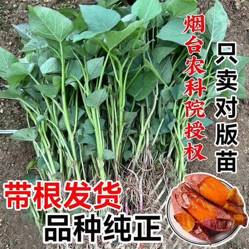山东烟薯25红薯苗正宗农科院授权