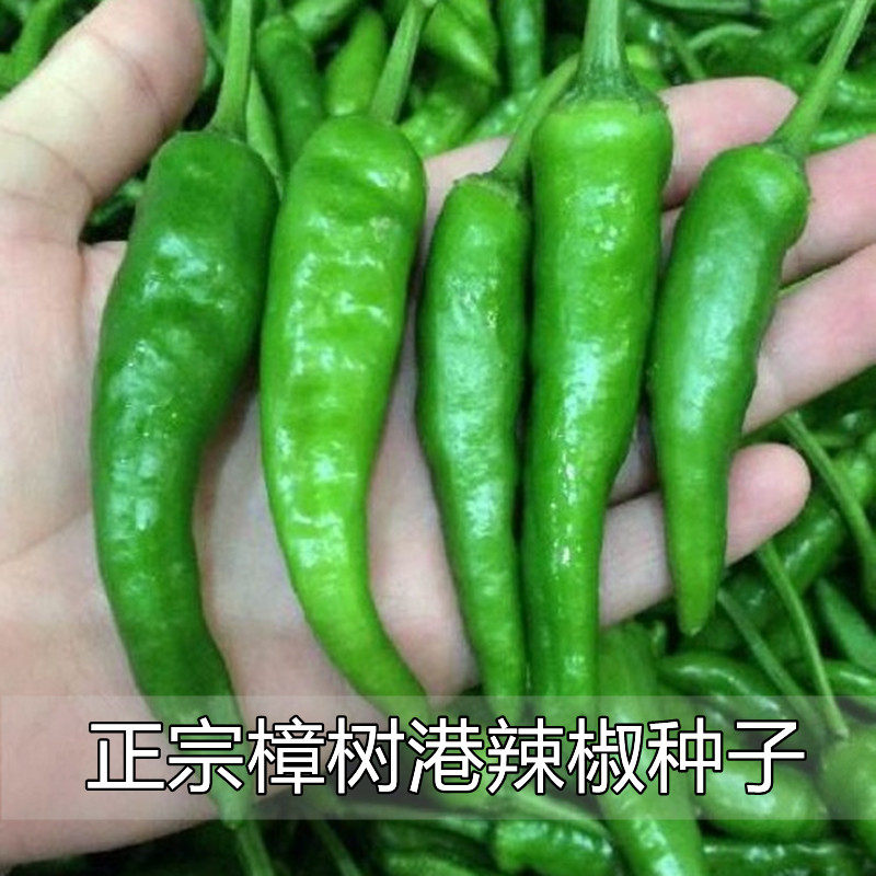 正宗樟树港辣椒种子湖南本地辣椒种籽四季播种阳台庭院蔬菜种子