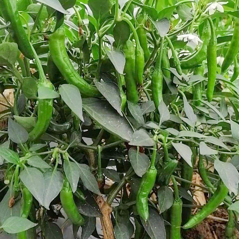 正宗樟树港辣椒种子岳阳特产樟树港湖南辣椒苗种籽高产孑苗秧秧苗