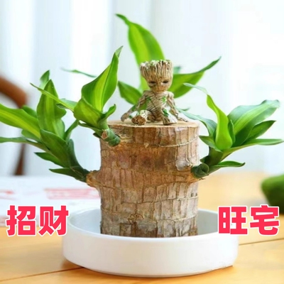 巴西木水养幸运开花格鲁特小树