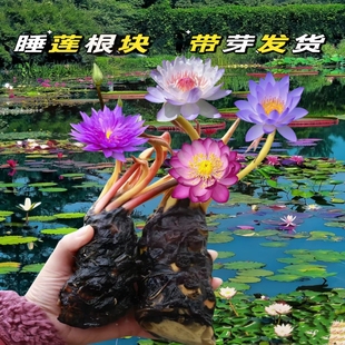 花苗水草泥土盆栽睡莲根块 睡莲水培植物大小型水养荷花苗迷你四季