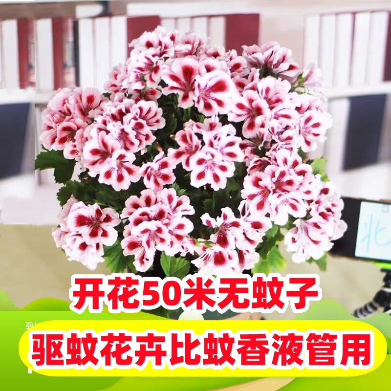 蝴蝶梅大花天竺葵带花发货盆栽重瓣四季开花阳台庭院室内客厅包邮