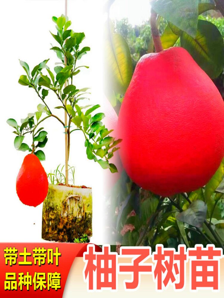 泰国暹罗红柚苗嫁接果树苗红宝石青柚三红柚当年结果南方四季庭院