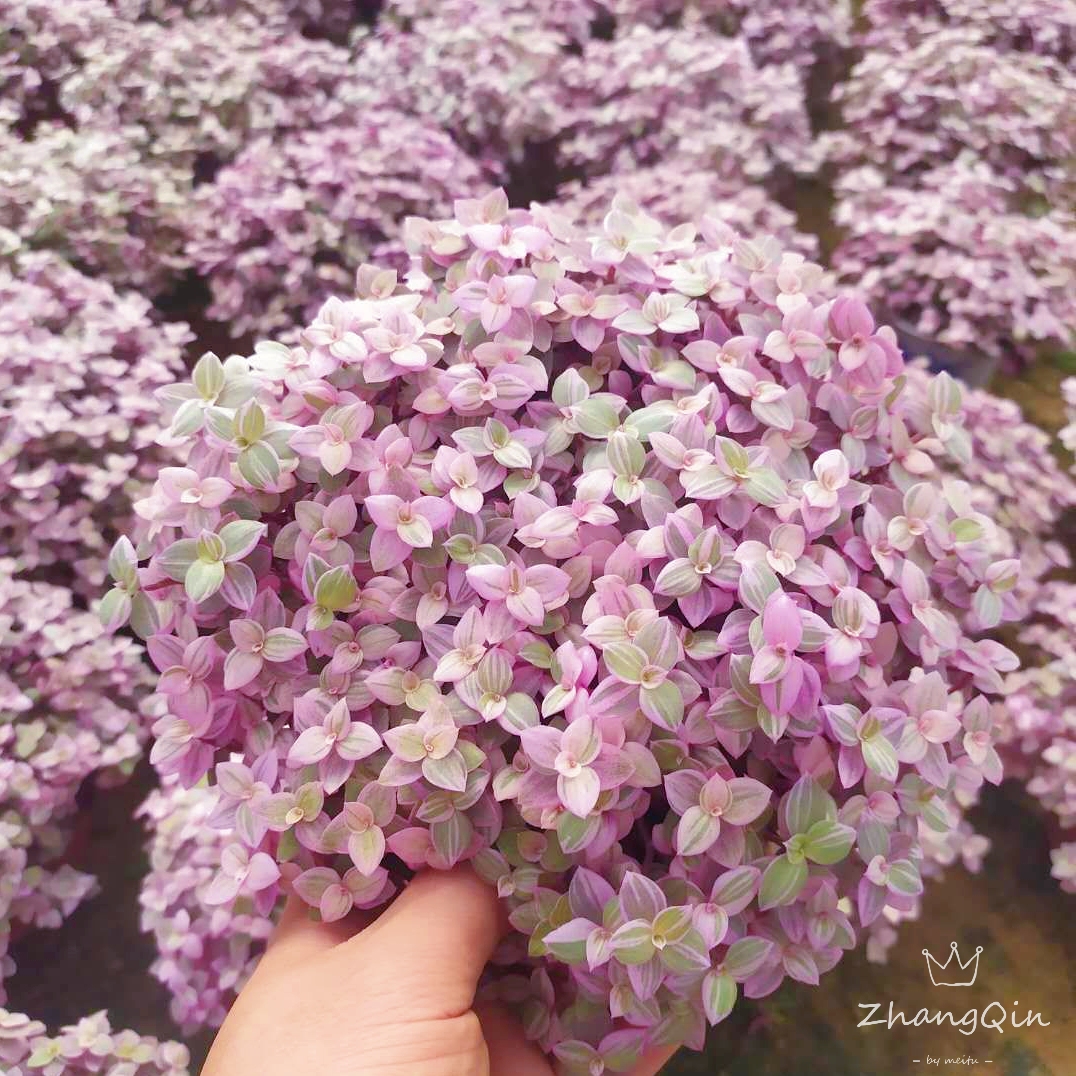 胭脂盆栽油画吊篮植物防辐射花卉