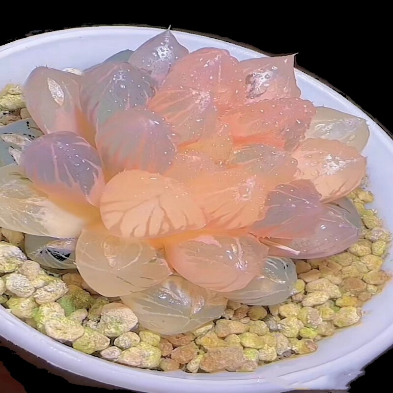 小清新多肉冰灯玉露室内彩色植物四季易养活水晶室内桌面盆