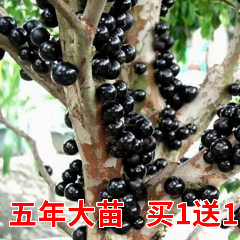 嘉宝果树苗树葡萄苗正宗台湾树葡萄沙巴四季盆栽南北种植当年结果 鲜花速递/花卉仿真/绿植园艺 土壤覆盖物 原图主图