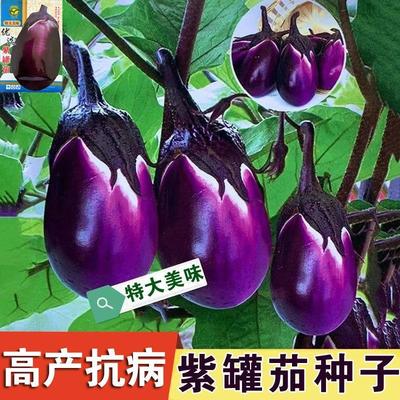 西茄子苗秧苗嫁接青茄子苗老品种