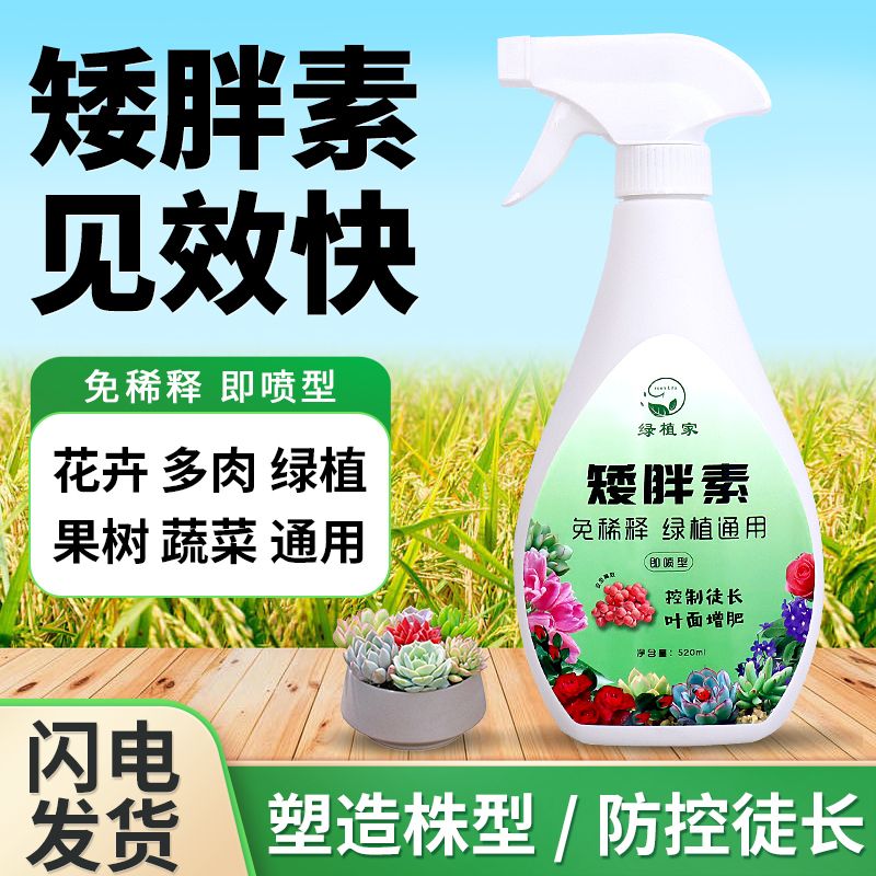 绿植家矮胖素多肉植物专