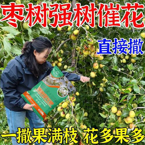 枣树强树促花肥大枣青枣