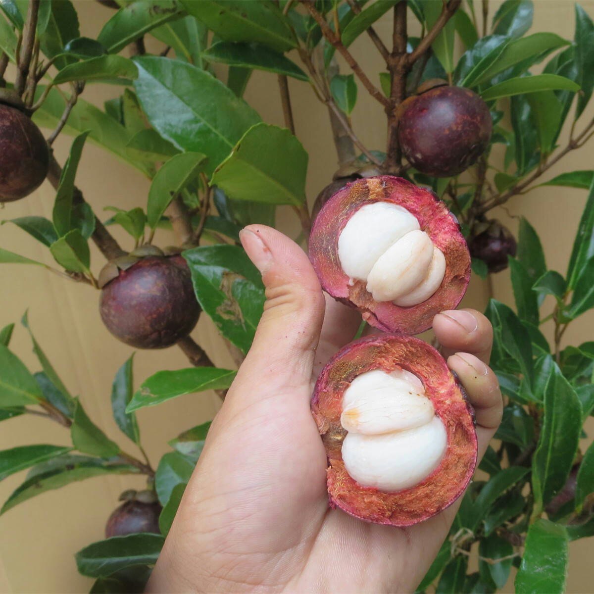 山竹树苗水果树苗庭院种植岭南山竹盆栽地栽种植泰国无籽山竹