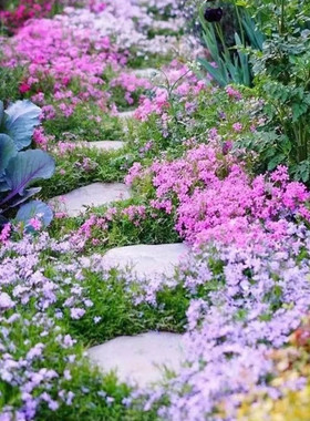 All kinds of flower and grass seeds can be sown throughout