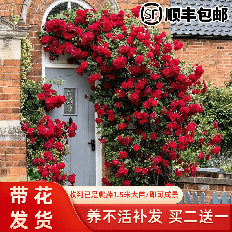 墙微花树苗适合庭院种的花院子里绿植户外爬腾蔷薇花爬藤四季开花,鲜花速递/花卉仿真/绿植园艺,月季/蔷薇/玫瑰,淘宝优惠券,粉丝福利购,淘宝优惠卷