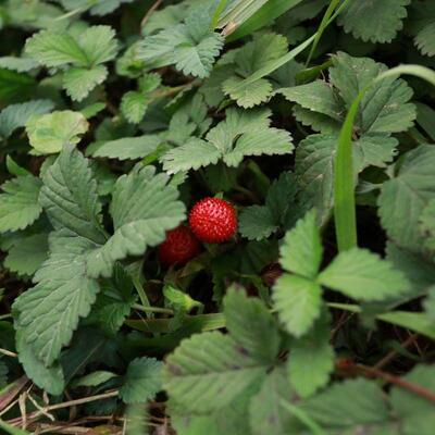 野生蛇莓草蔷薇目蔷薇科植物蛇莓的全草 新鲜现摘 药用遵循医嘱