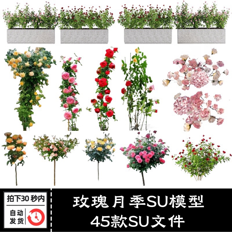 欧洲月季玫瑰花3D藤本SU模型爬藤植物棒棒糖树状围墙花架草图大师