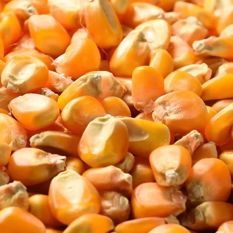 山东干玉米粒饲料新苞米粒喂鸡鸭鹅鸟鸽子仓鼠口粮宠物钓鱼打窝