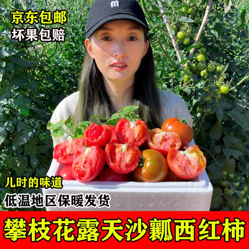 攀枝花米易露天沙瓤西红柿非普罗旺斯现摘新鲜自然熟生吃水果番茄