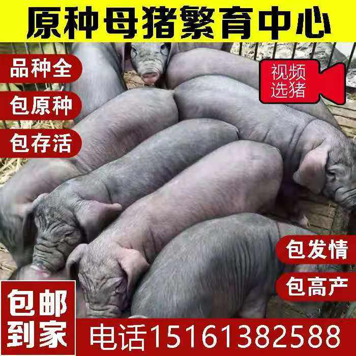 原种太湖母猪新美系杜洛克长白大白二元三元纯种苏太母猪长太母猪