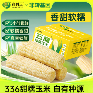 农科玉25年新鲜白甜糯玉米东北粘糯玉米软糯香甜粗粮轻食代餐苞米