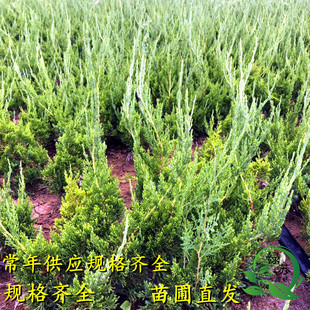 龙柏树苗塔柏树苗柏树树苗侧柏树苗扁柏苗圆柏松树苗陵园柏树松树