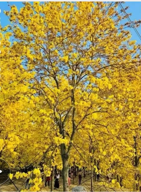 黄花风铃木树苗庭院观花