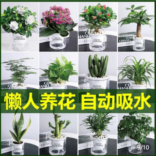 吊兰发财树绿萝文竹盆栽