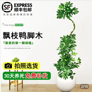 大型绿植鸭脚木七叶连摇钱树八方来财盆栽办公室室内客厅造型老桩