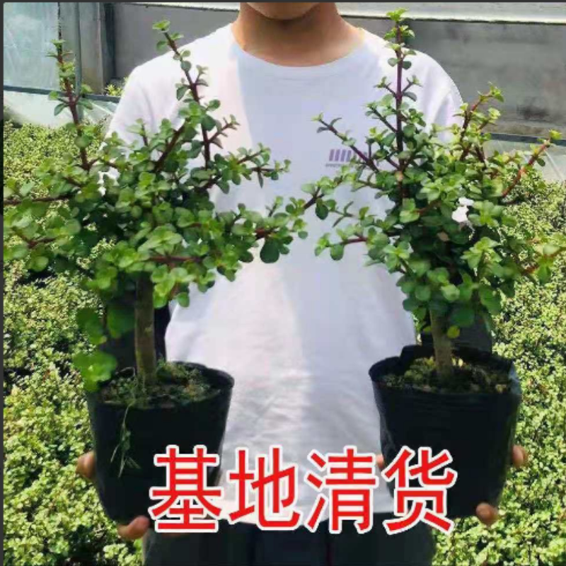 多肉老桩金枝玉叶四季常青室外图片
