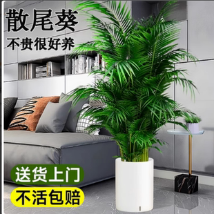 散尾葵盆栽植物凤尾竹大型绿植夏威夷竹子盆栽袖珍富贵椰净化空气
