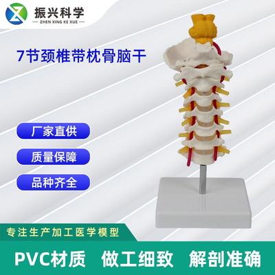 7节颈椎带枕骨脑干模型 医用教学仿真模型 可分销