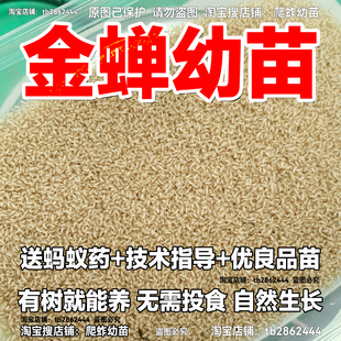 金蝉爬蚱苗知了猴种爬叉苗蝉种蝉虫蝉卵枝条养殖活体苗虫幼虫幼苗