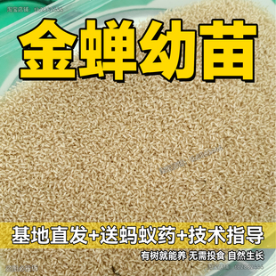 金蝉爬蚱种子苗知了猴结了龟人工养殖卵枝孵化蝉蚁蝉活虫幼虫幼苗
