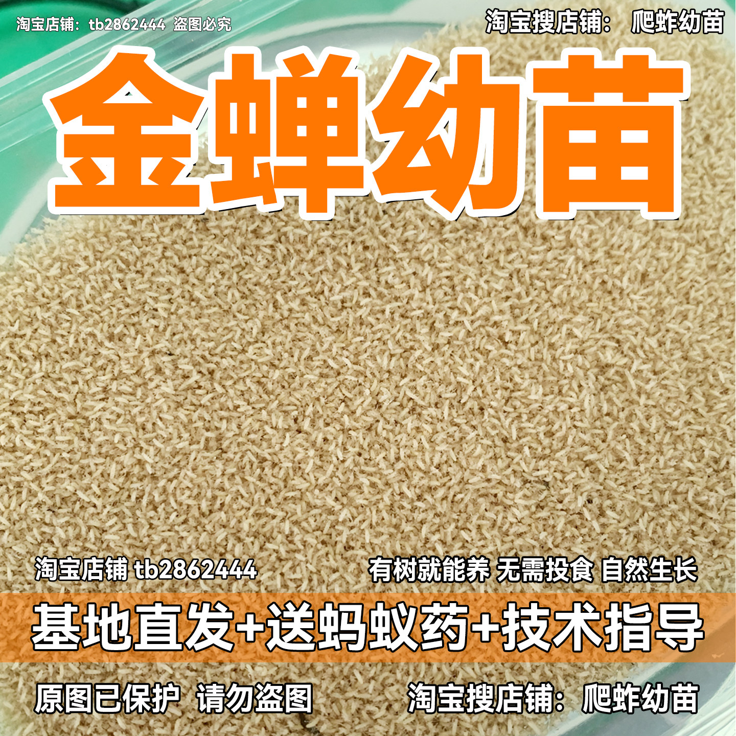 金蝉知了猴幼苗金蝉幼苗基地直发