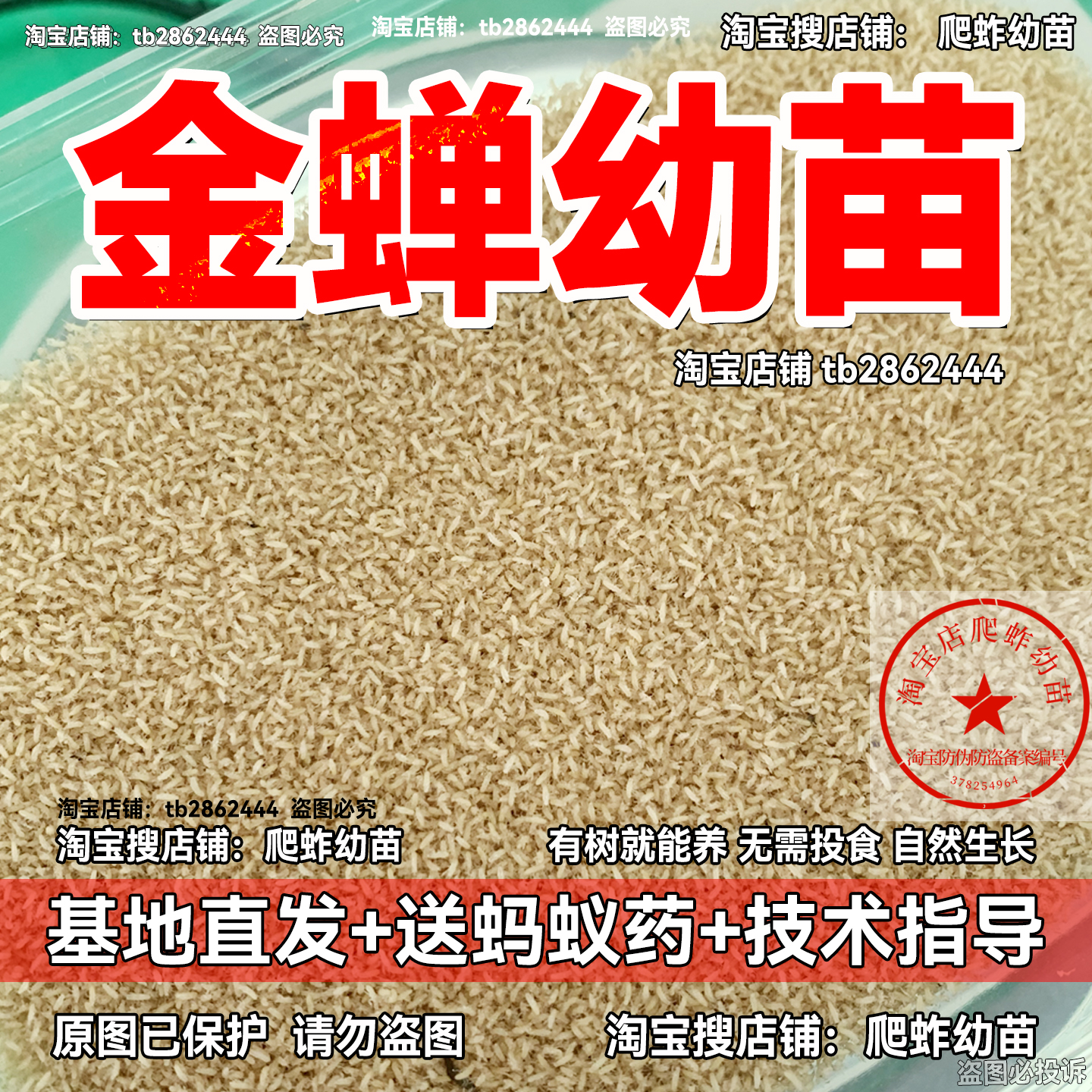 金蟬幼苗金蟬苗蟬苗蟬幼苗爬叉苗