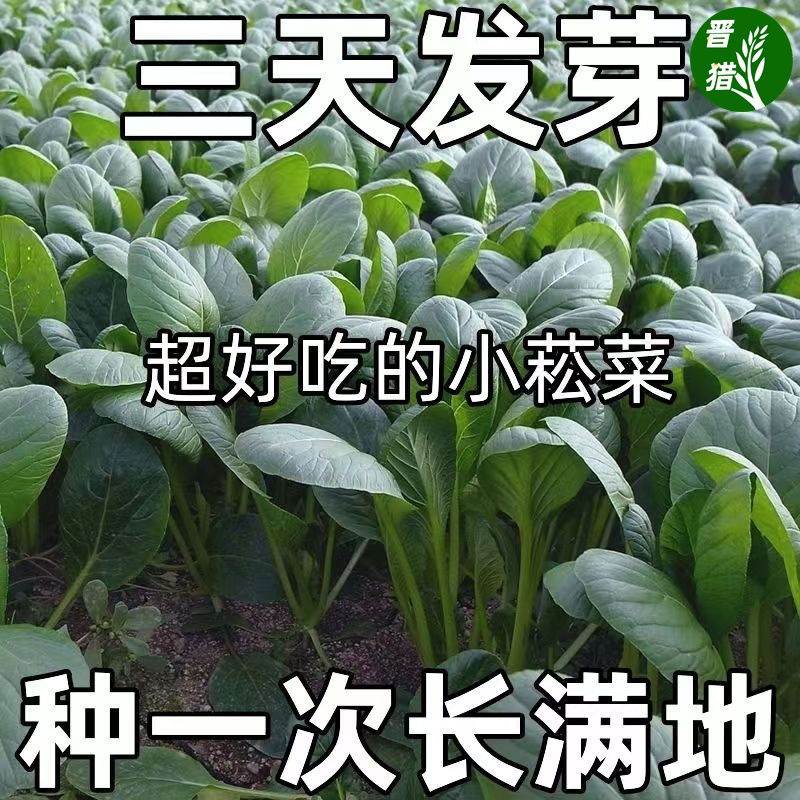 超耐热小松菜种子小菘菜甜脆速生高产青梗菜青松菜阳台蔬菜种子