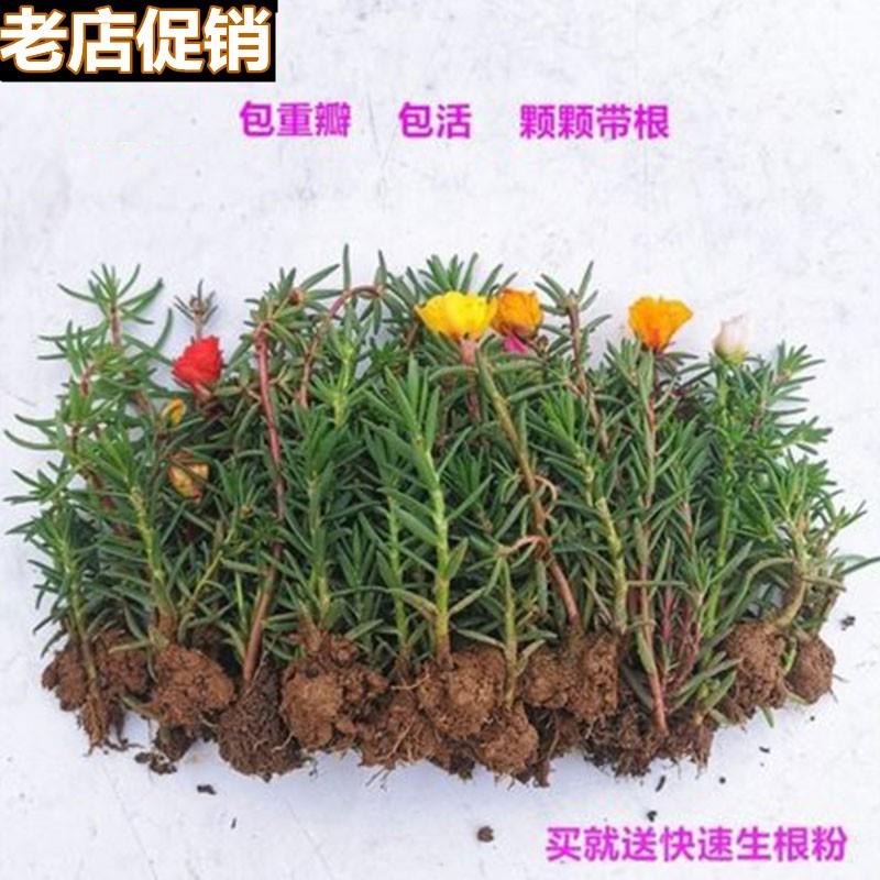混色重瓣太阳花苗带根四季开花