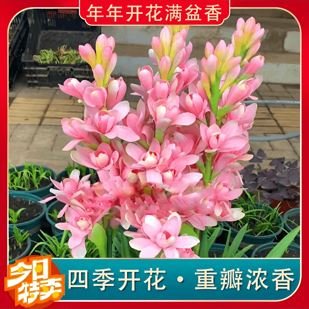 晚香玉种球夜来香盆栽重瓣浓香多年生球根切花庭院阳台盆栽花卉植