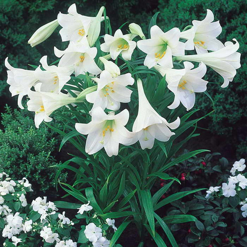 lo铁炮百合左家花园荷兰进口喇叭百合种球耐热易养护易复花繁殖强
