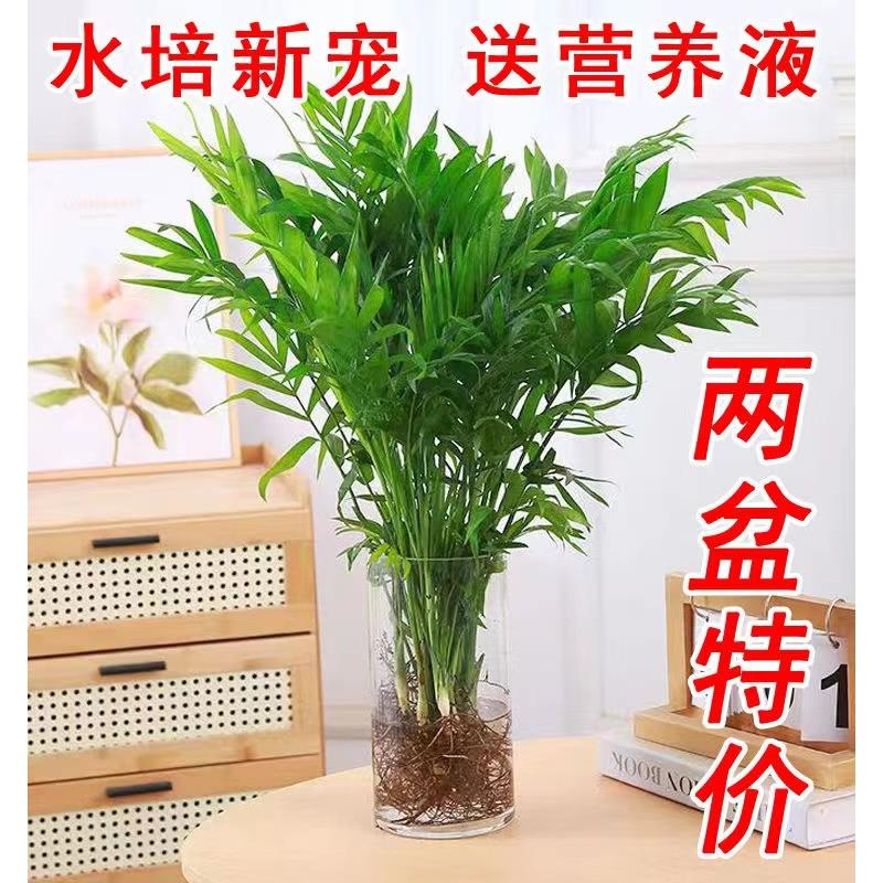 水培袖珍椰子室内绿植凤尾竹懒人盆栽耐阴四季常青办公室桌面摆件