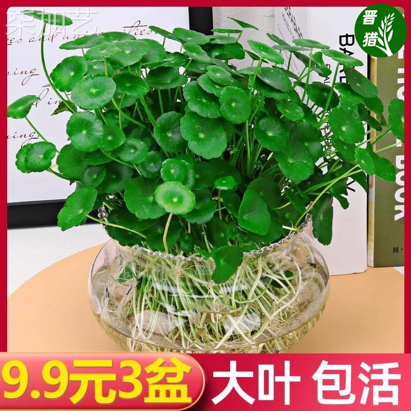 铜钱草水培植物鱼缸大叶水栽水养绿植金钱草小水草客厅室内外花卉