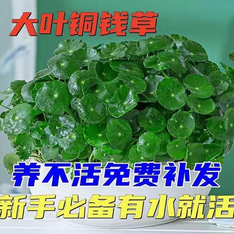 带大叶铜钱草水培土培盆栽办公室金钱草桌面绿植花草好养吸甲醛