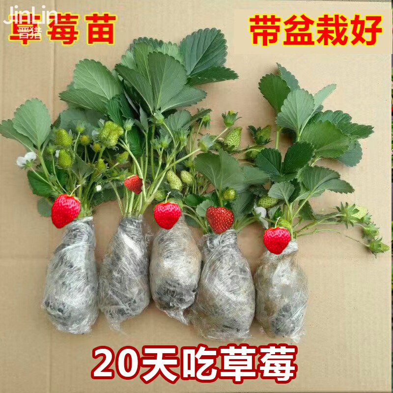 奶油草莓苗盆栽带盆四季可食