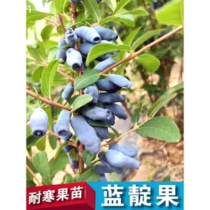蓝靛茄子果树南方盆景庭院种植