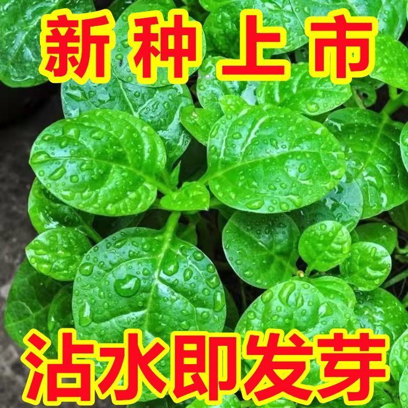 【摘完又长】大叶木耳菜种子肉厚夏天耐高温四季阳台盆栽蔬菜种籽